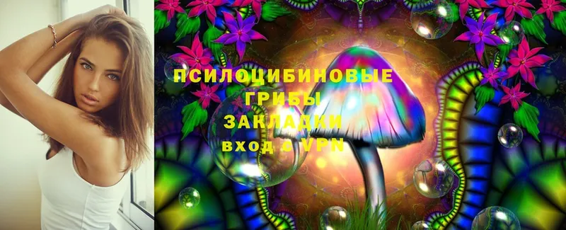 Псилоцибиновые грибы Psilocybine cubensis  Североморск 